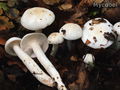 Hygrophorus cossus